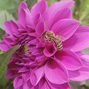 pink dahlia and bee