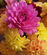 yellow and pink dahlias